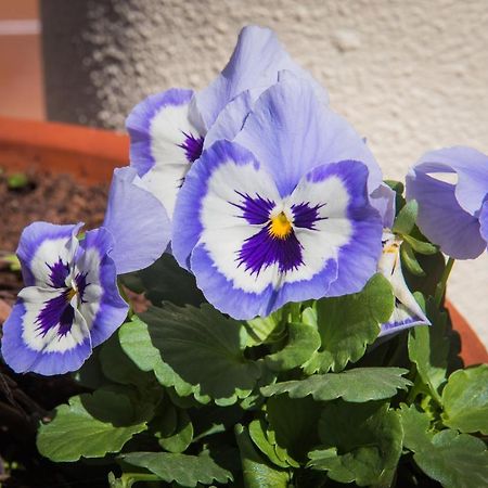 Hotel Do Campo Ribeira Brava Luaran gambar